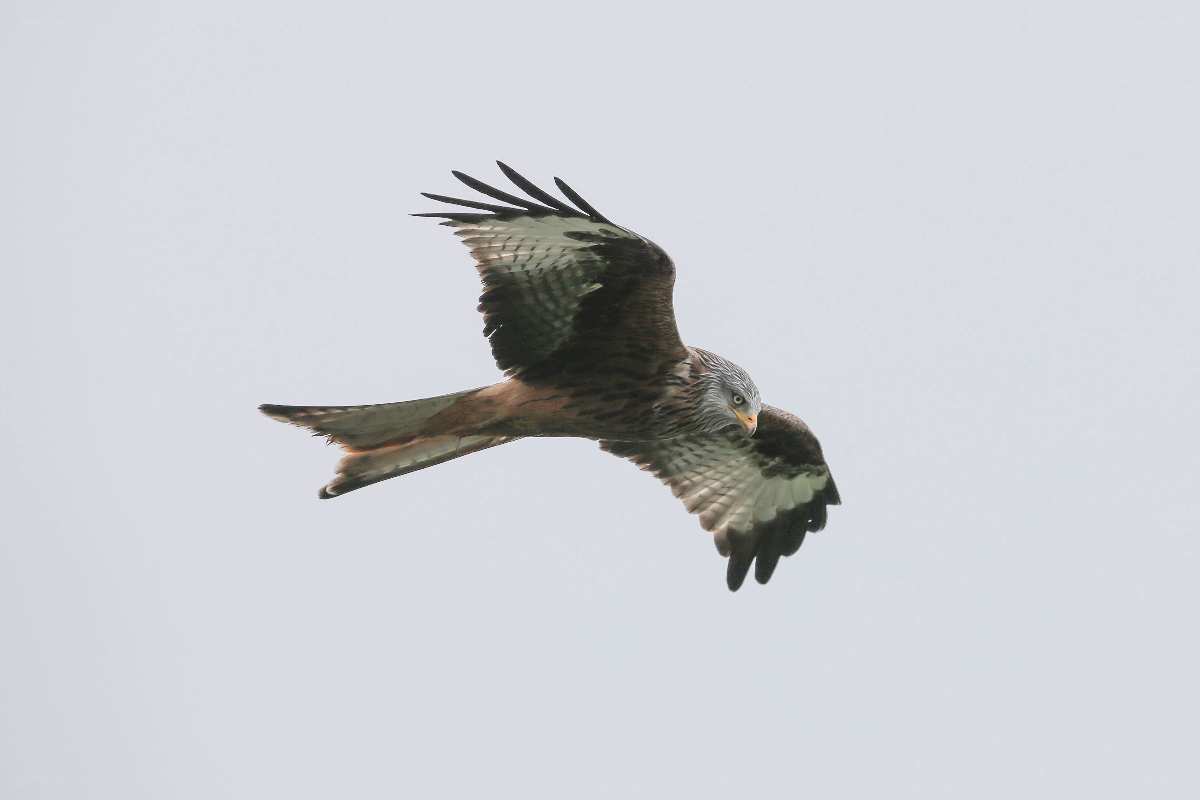 Red kite in flight