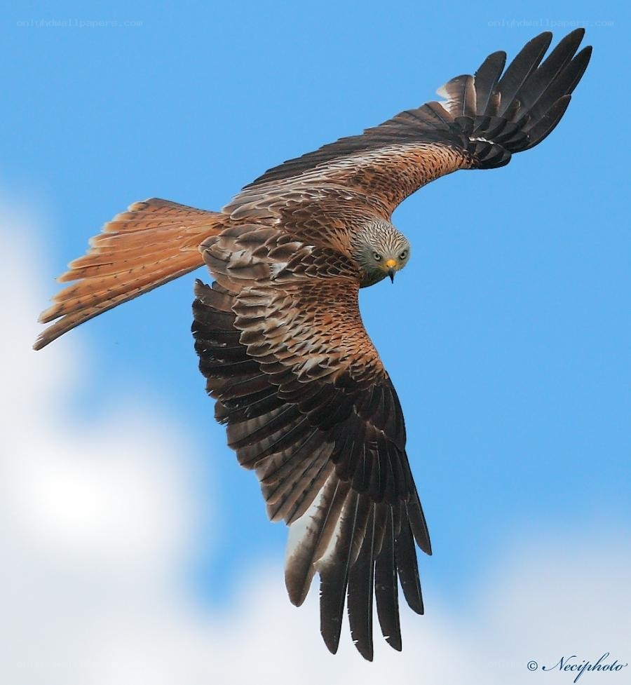 Red kite in flight