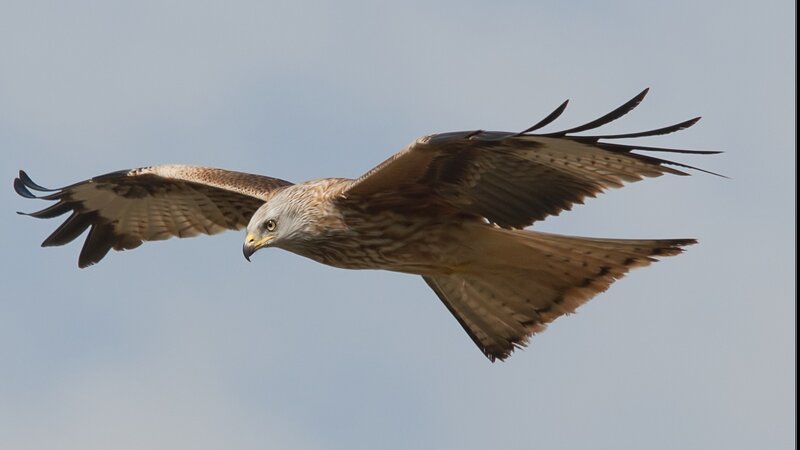 Red kite in flight