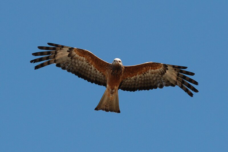 Red kite in flight