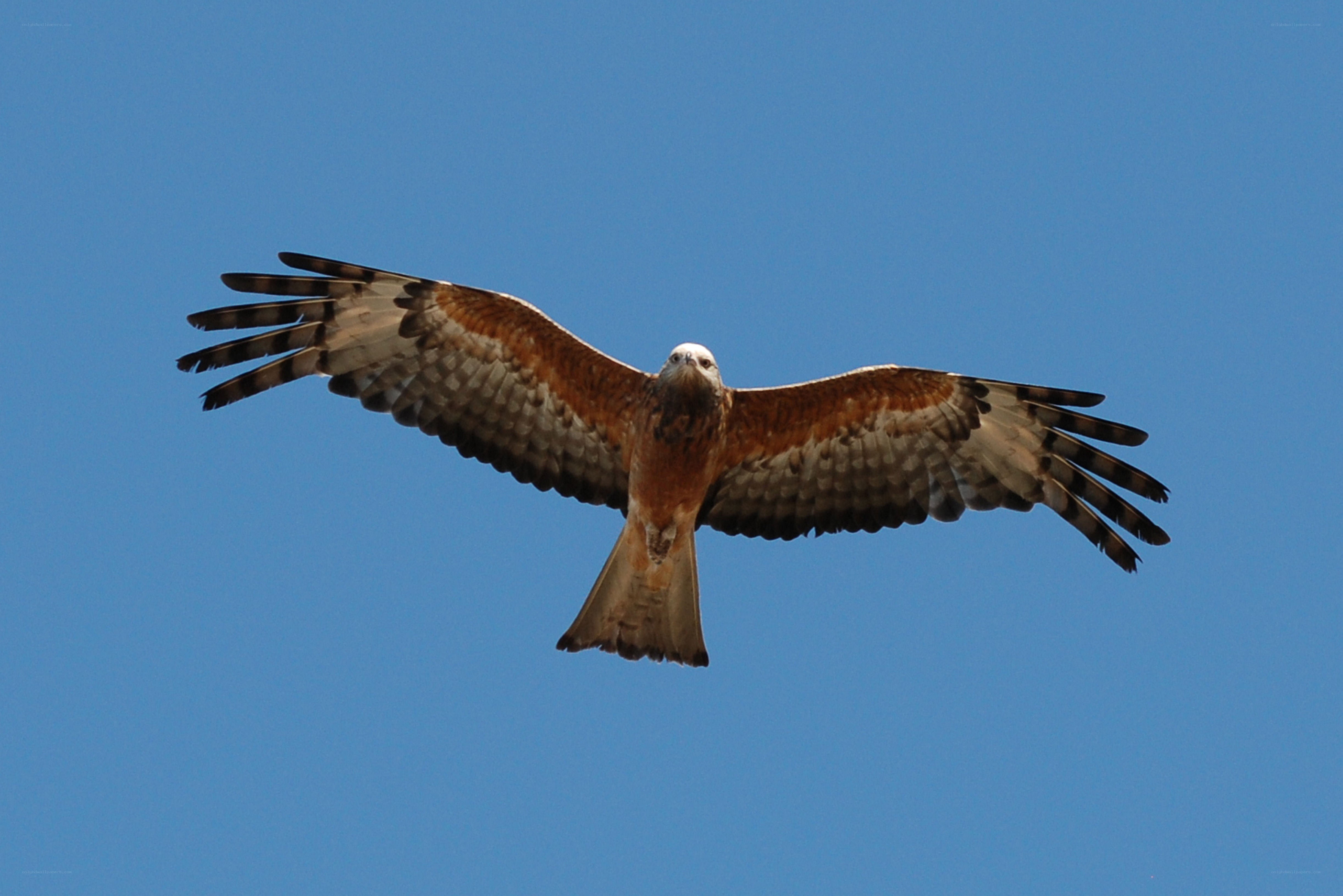 Red kite in flight