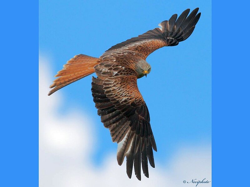 Red Kite in Flight — Blue, Dynamic, Afternoon, Photograph
