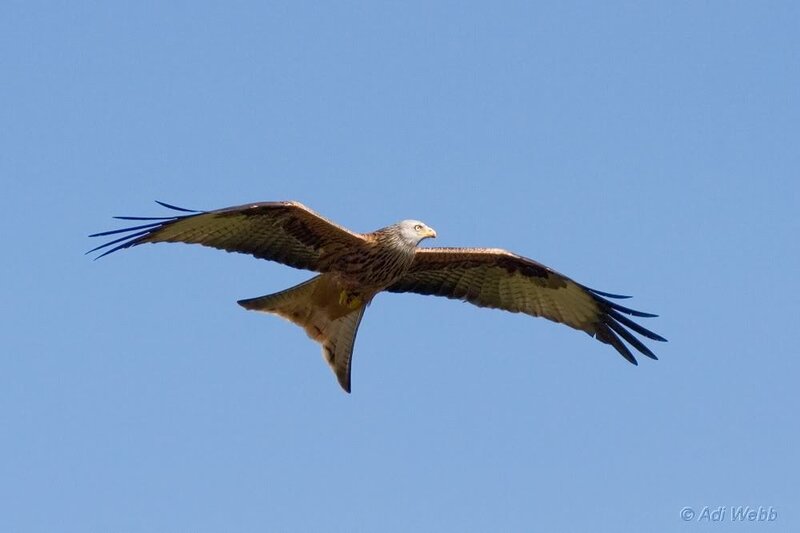 Red Kite in Flight — Blue, Serene, Afternoon, Photograph, Bird