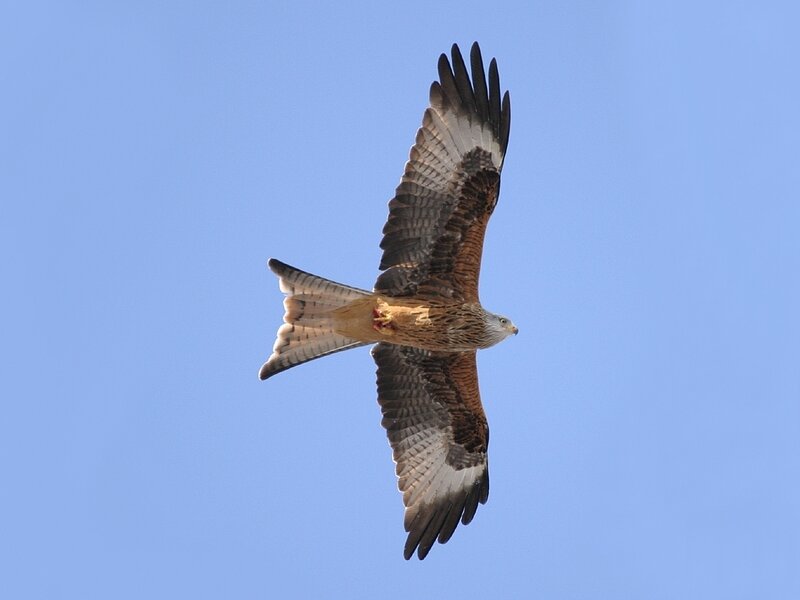 Red Kite in Flight — Blue, Serene, Afternoon, Photograph, Sky, Bird