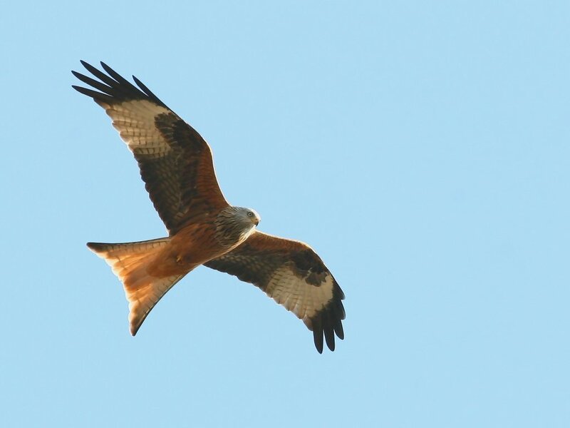 Red Kite in Flight — Blue, Serene, Afternoon