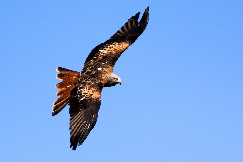 Red Kite in Flight — Blue, Serene