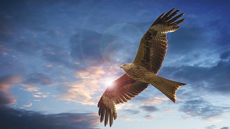 Red Kite in Flight — Blue