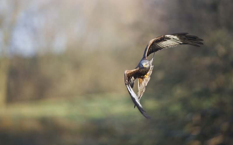 Red Kite in Flight — Brown, Dynamic, Afternoon, Photograph, Bird