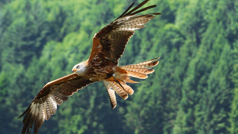 Red Kite in Flight — Brown, Dynamic, Afternoon, Photograph, Forest
