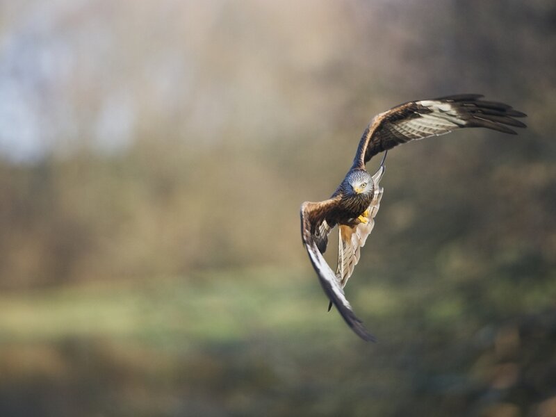Red Kite in Flight — Brown, Dynamic, Afternoon, Photograph