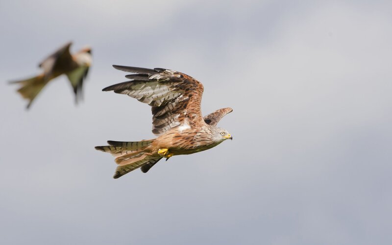 Red Kite in Flight — Brown, Dynamic, Photograph