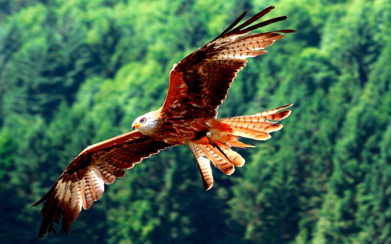 Red Kite in Flight — Brown, Dynamic