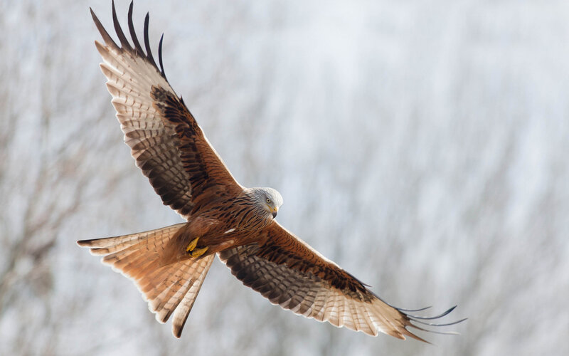Red Kite in Flight — Brown, Dynamic, Winter