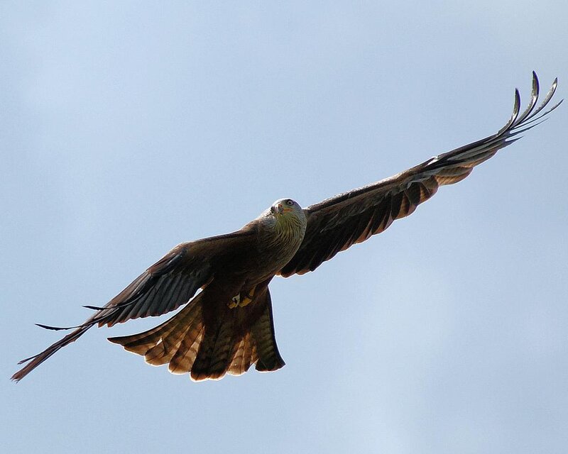 Red Kite in Flight — Brown