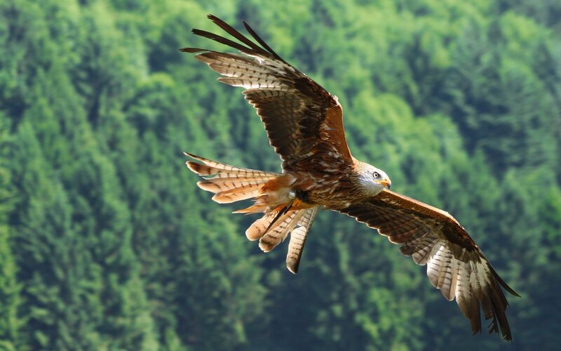 Red Kite in Flight — Dynamic