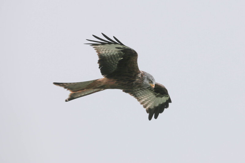 Red Kite in Flight — Gray