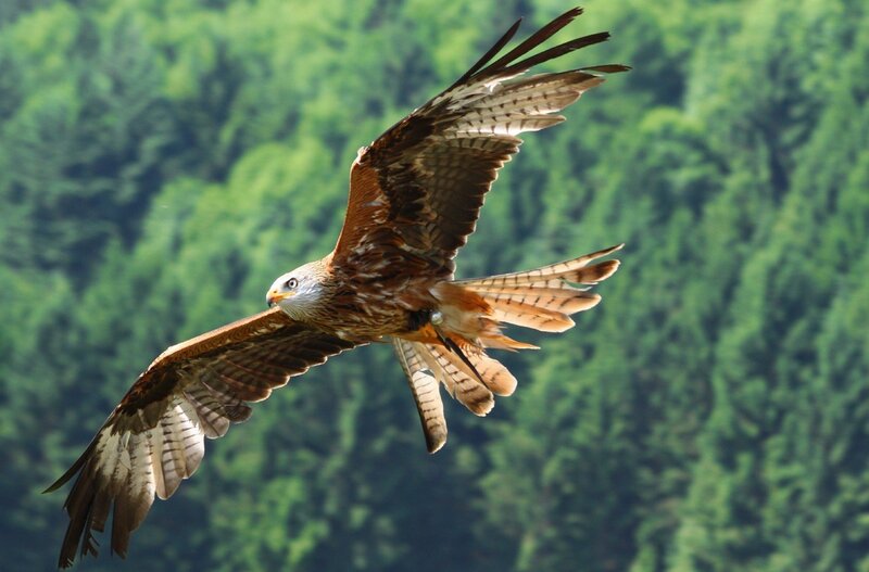 Red Kite in Flight — Green, Dynamic, Afternoon, Photograph, Forest, Sky, Brown, White