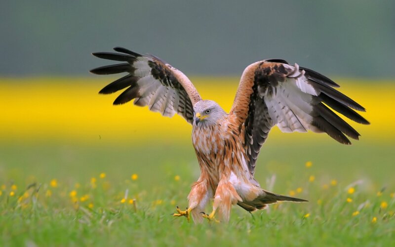Red Kite in Flight — Green, Dynamic