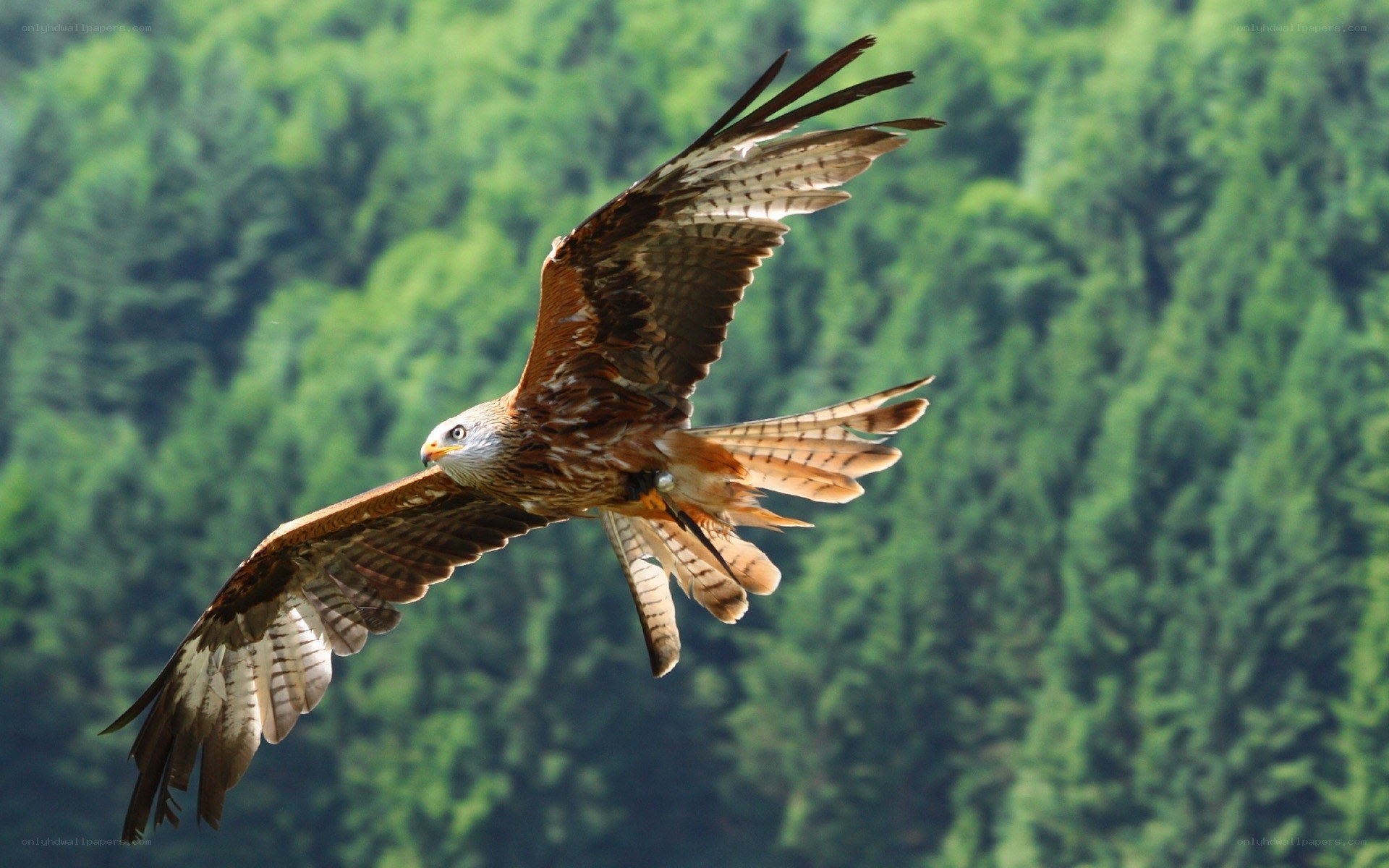 Red kite in flight
