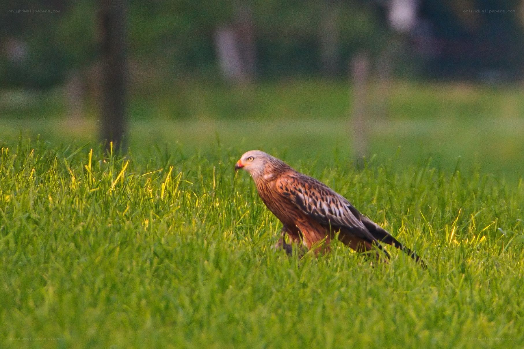 Red kite in grassy field