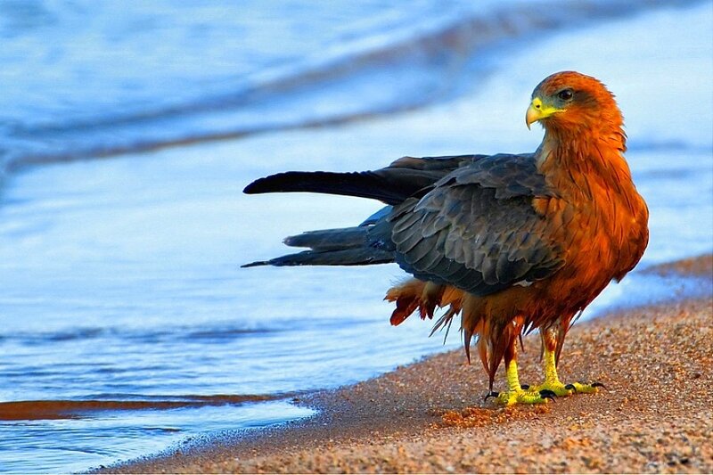 Red kite on a beach