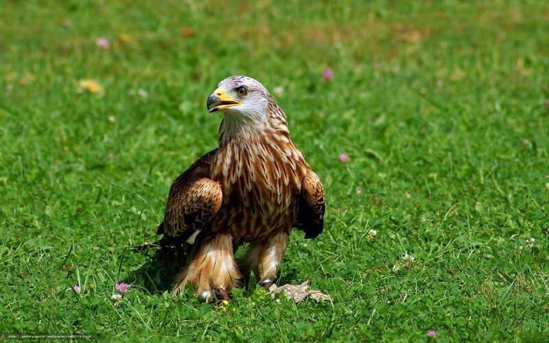 Red kite on grass