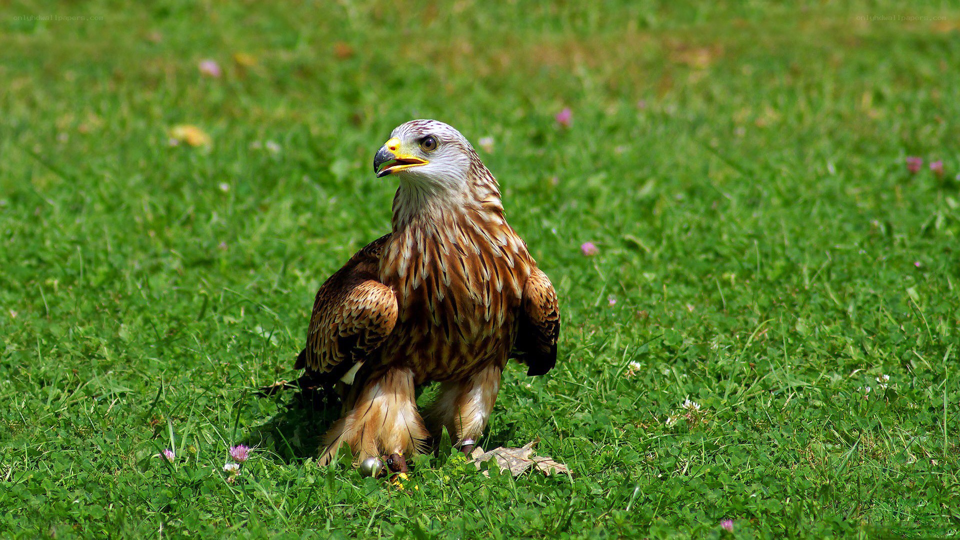 Red kite on grassy field