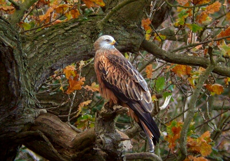 Red kite perched in autumn tree