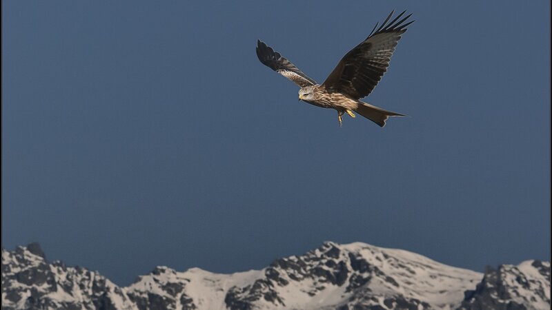 Red kite soaring over mountains