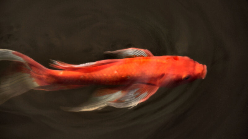 Red Koi Fish Swimming