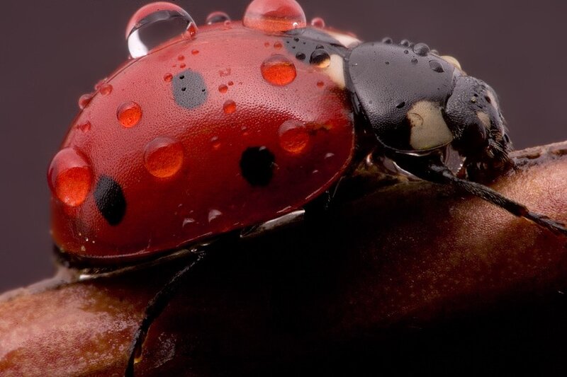 Red Ladybug on Branch