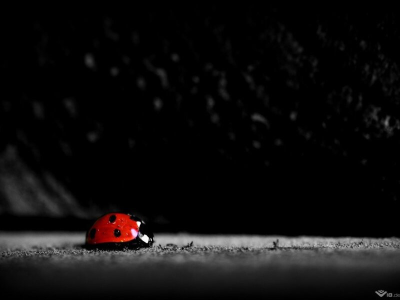 Red Ladybug on Ground