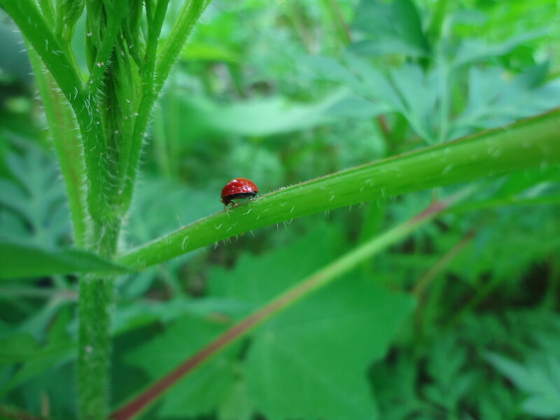 Red Ladybug on Stem