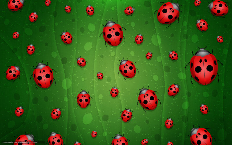 Red Ladybugs on Green Leaf — Calm