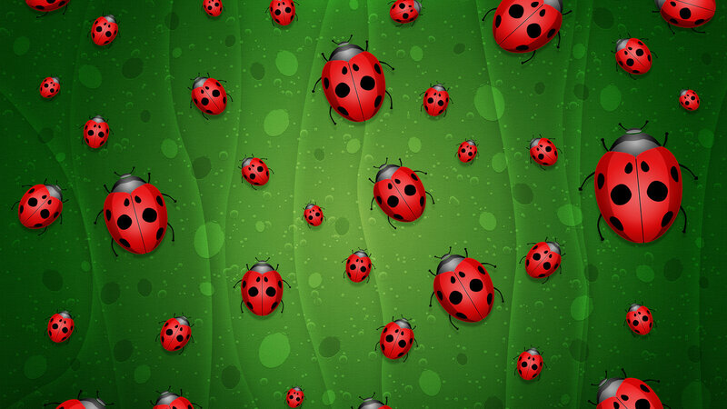 Red Ladybugs on Green Leaf