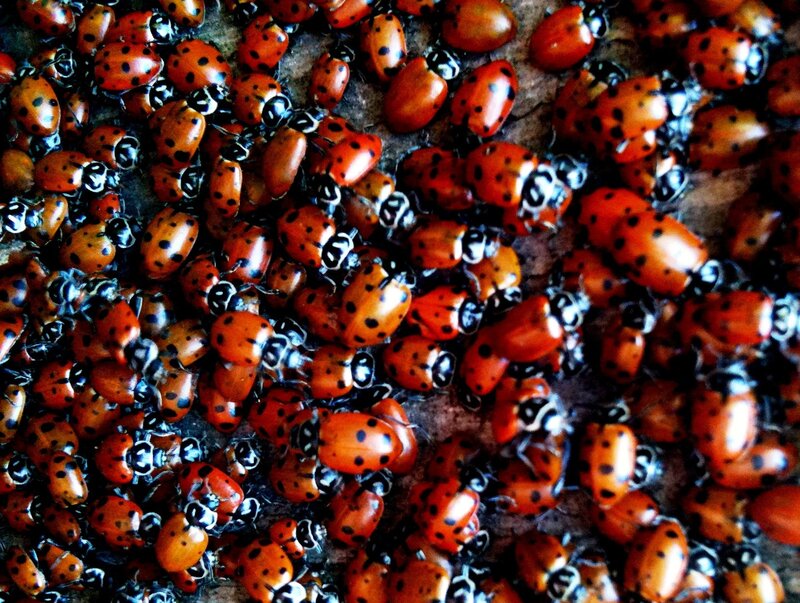 Red Ladybugs on Surface