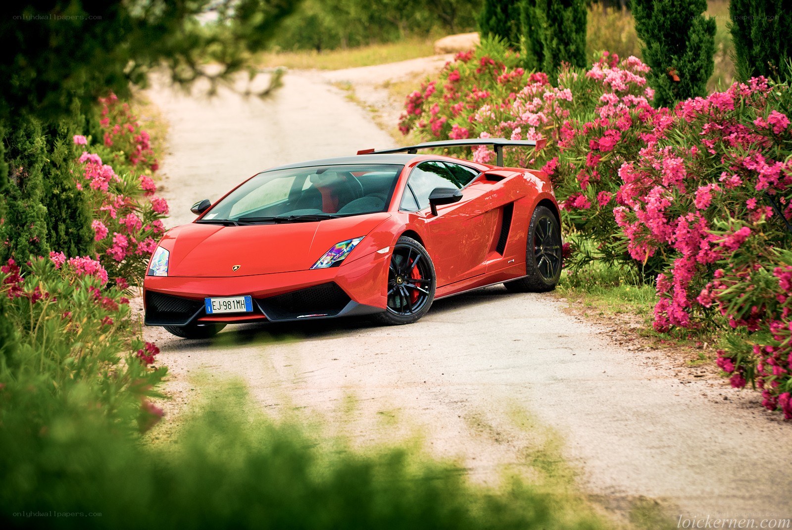 Red Lamborghini on a flower-lined road