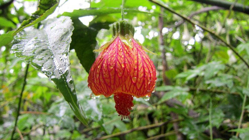 Red Lantern Flower