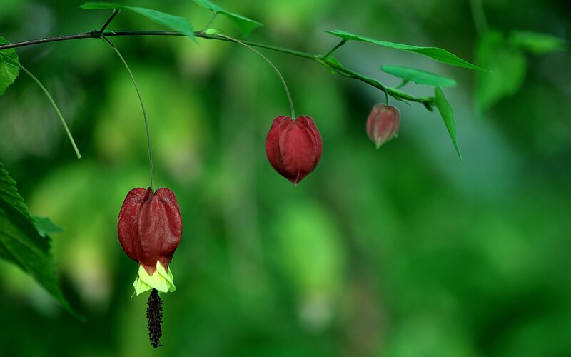 Red Lantern Flowers
