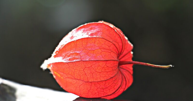Red lantern fruit close-up