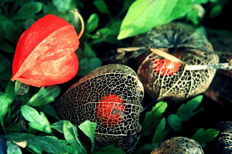 Red lantern fruits in foliage