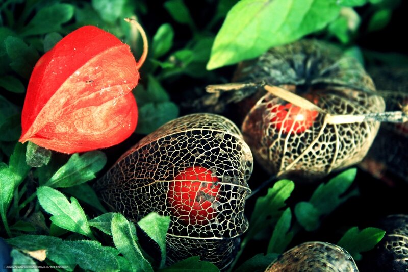 Red Lantern Fruits