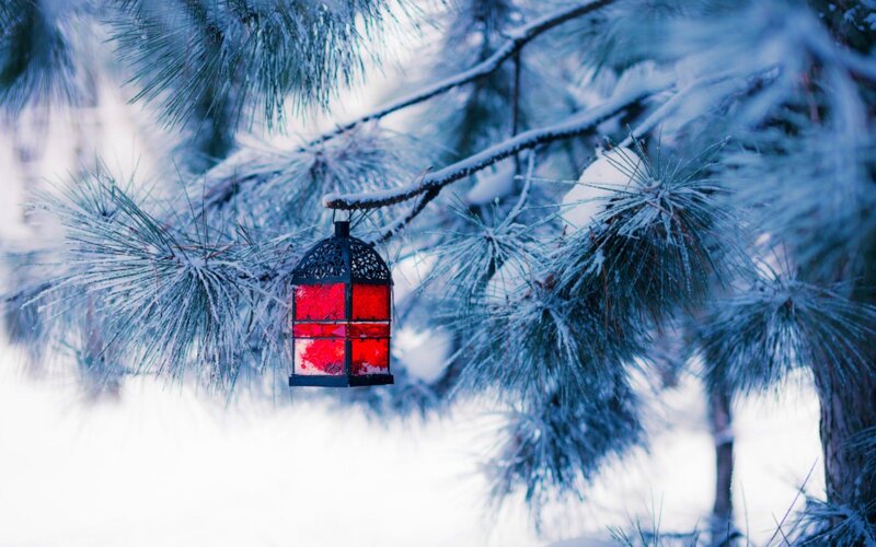 Red Lantern on Pine Branch — Serene