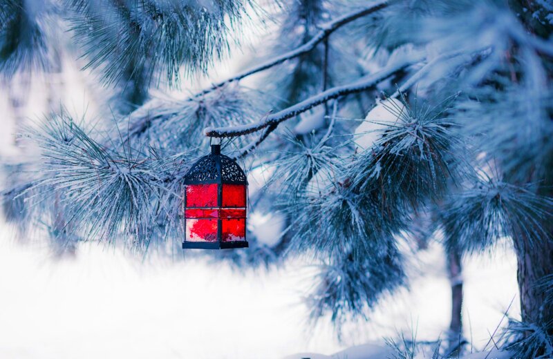 Red Lantern on Pine Branch