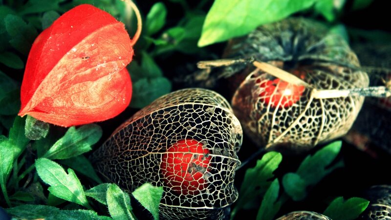 Red lantern plants in foliage