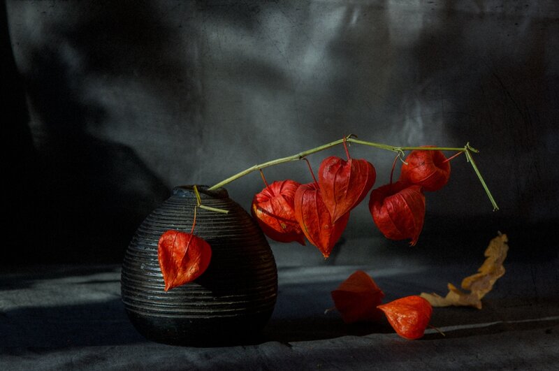 Red Lantern Plants in Vase