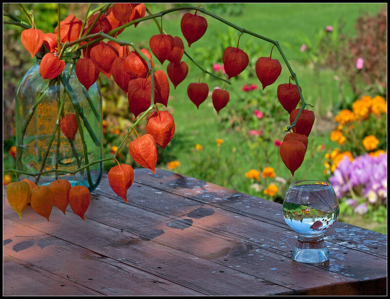 Red lantern plants on a table