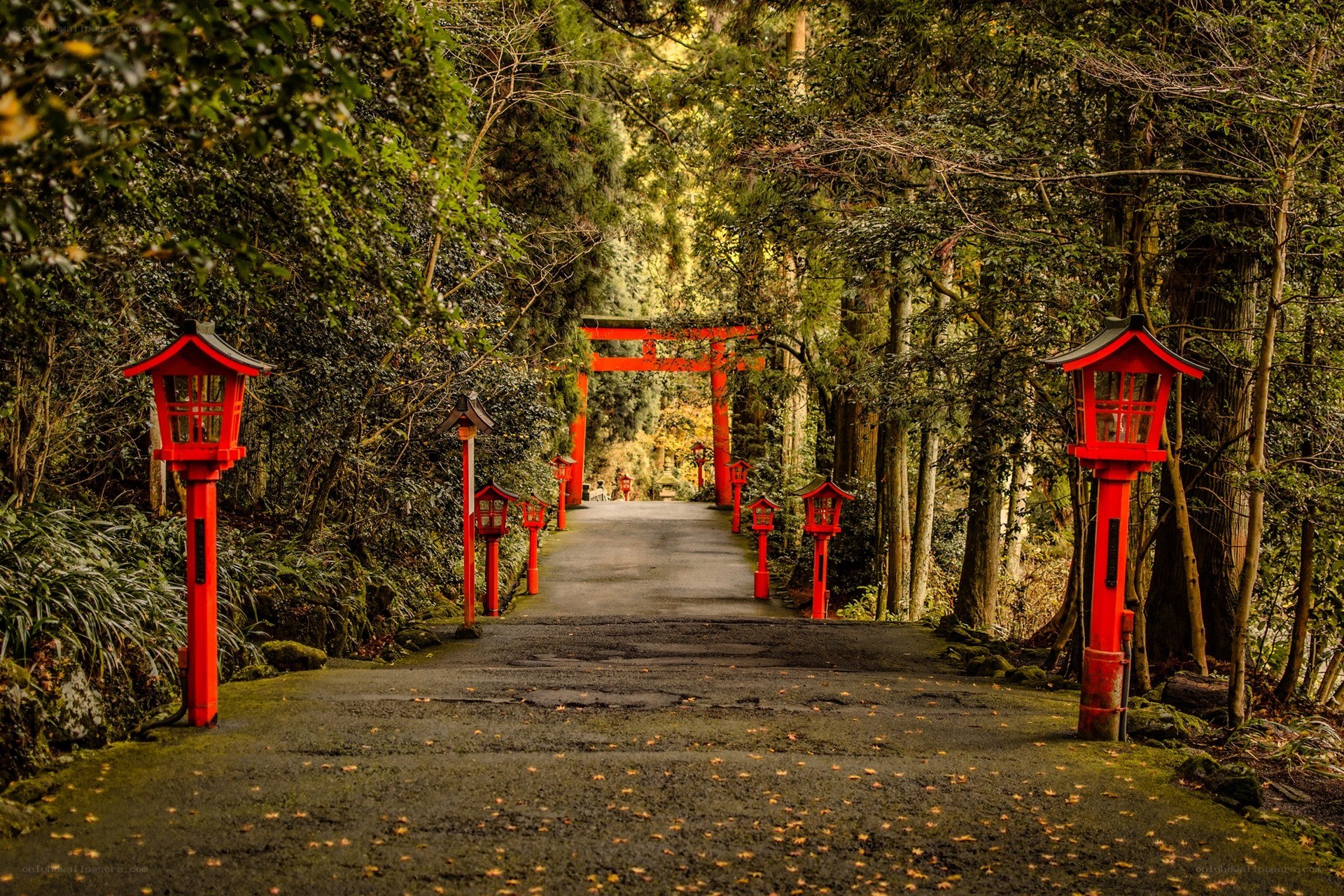 Red lanterns in a forest path