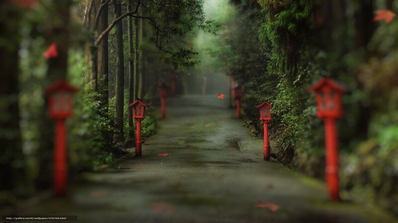 Red Lanterns in Forest