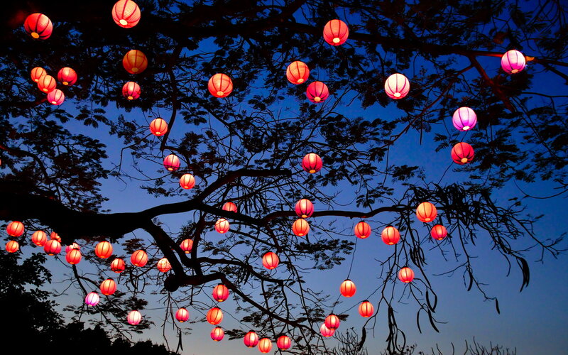 Red Lanterns on Tree — Serene